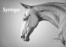 Load image into Gallery viewer, Syringa